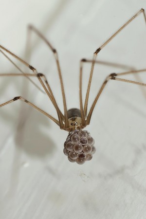 Pholcus phalangioides